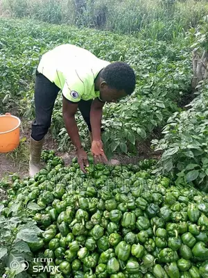 Farm Manager