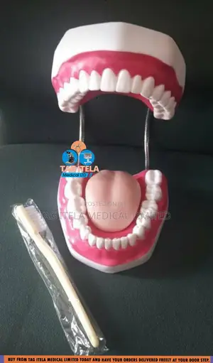 Anatomy Dental Teeth (32 Teeth)