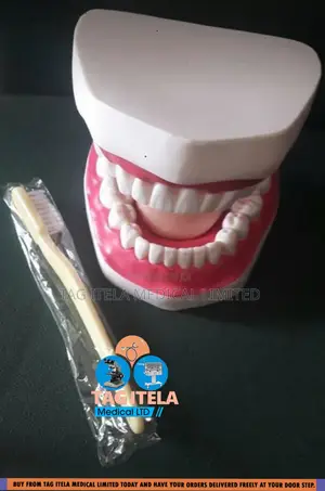 Anatomy Dental Teeth (32 Teeth)