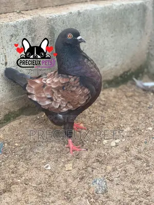 Modena Pigeons
