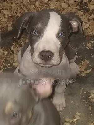 1-3 months Female Purebred American Pit Bull Terrier