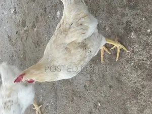 Cockerels Matured