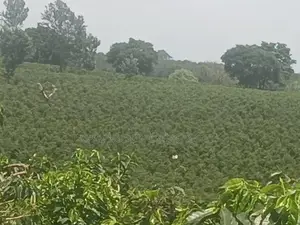 5 Plots of Land at Berekusu