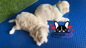 1-3 months Male Purebred Poodle