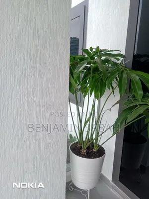 Painting and Decorating