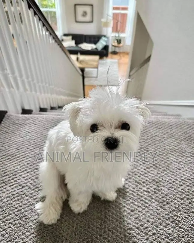 1-3 months Female Purebred Poodle