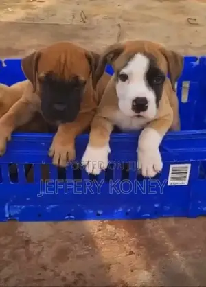 1-3 months Male Purebred Boerboel