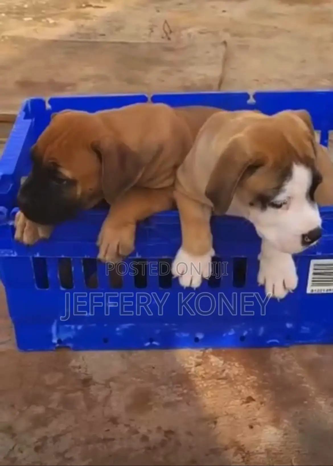 1-3 months Male Purebred Boerboel