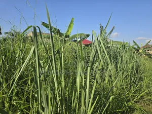 A Land at Kokoben for Sale