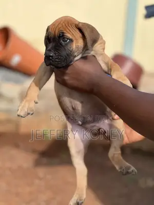 1-3 months Male Purebred Boerboel