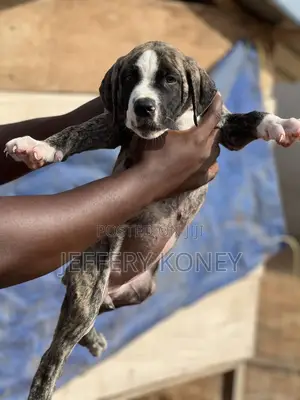 1-3 months Female Purebred Boerboel