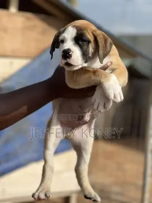 1-3 months Male Purebred Boerboel