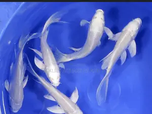 Platinum Koi’S
