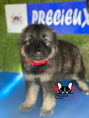 1-3 months Female Purebred Caucasian Shepherd