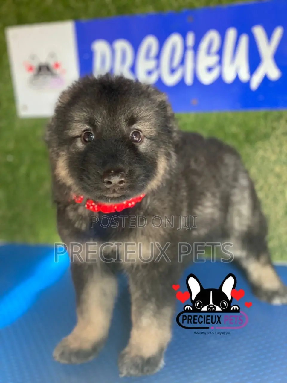 1-3 months Female Purebred Caucasian Shepherd