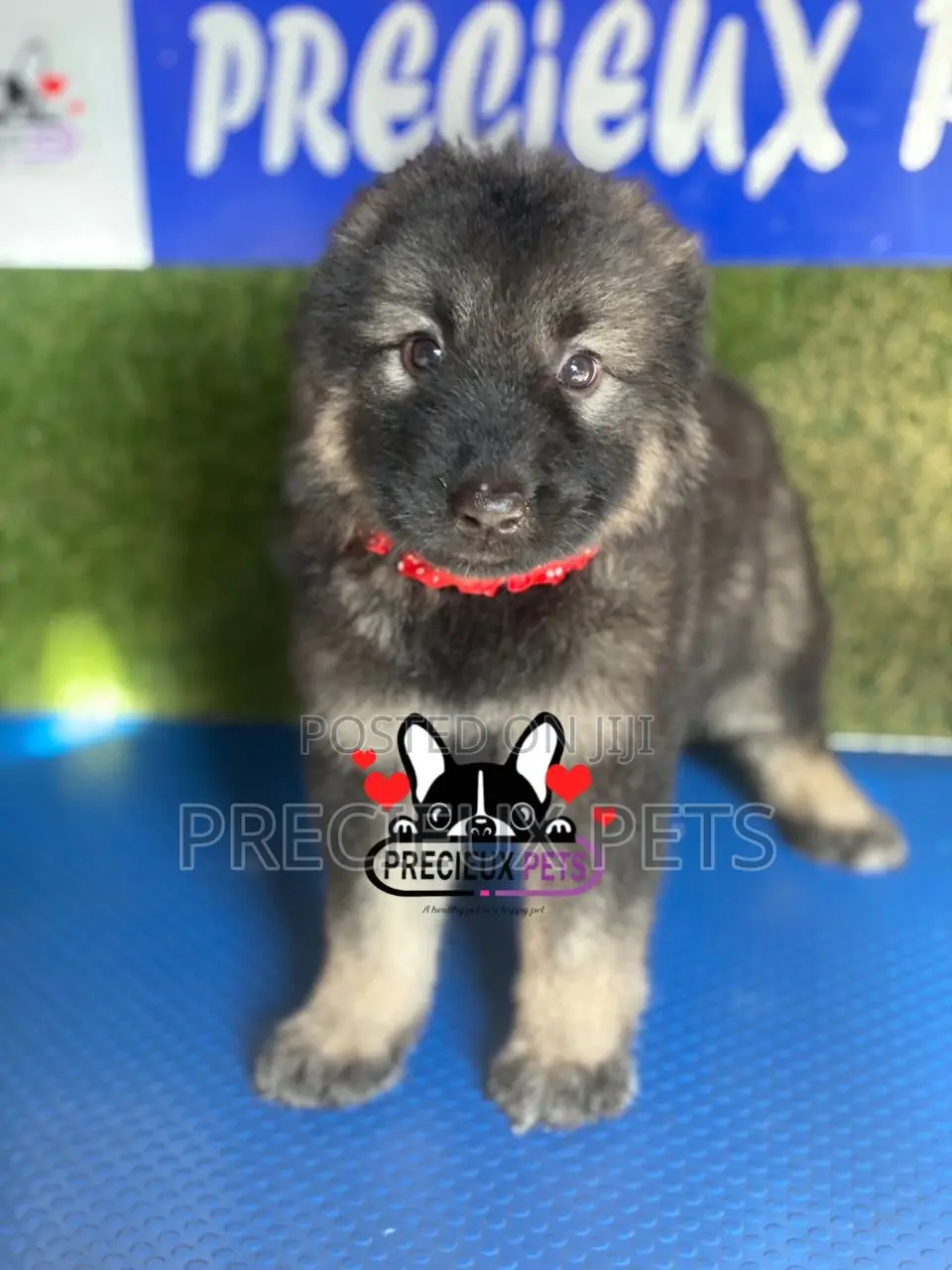 1-3 months Female Purebred Caucasian Shepherd