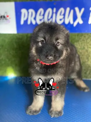 1-3 months Female Purebred Caucasian Shepherd
