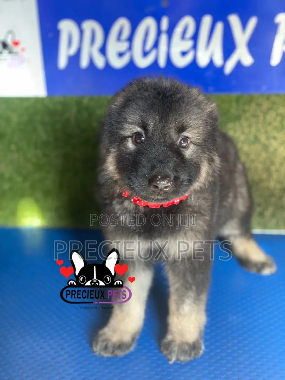 1-3 months Female Purebred Caucasian Shepherd