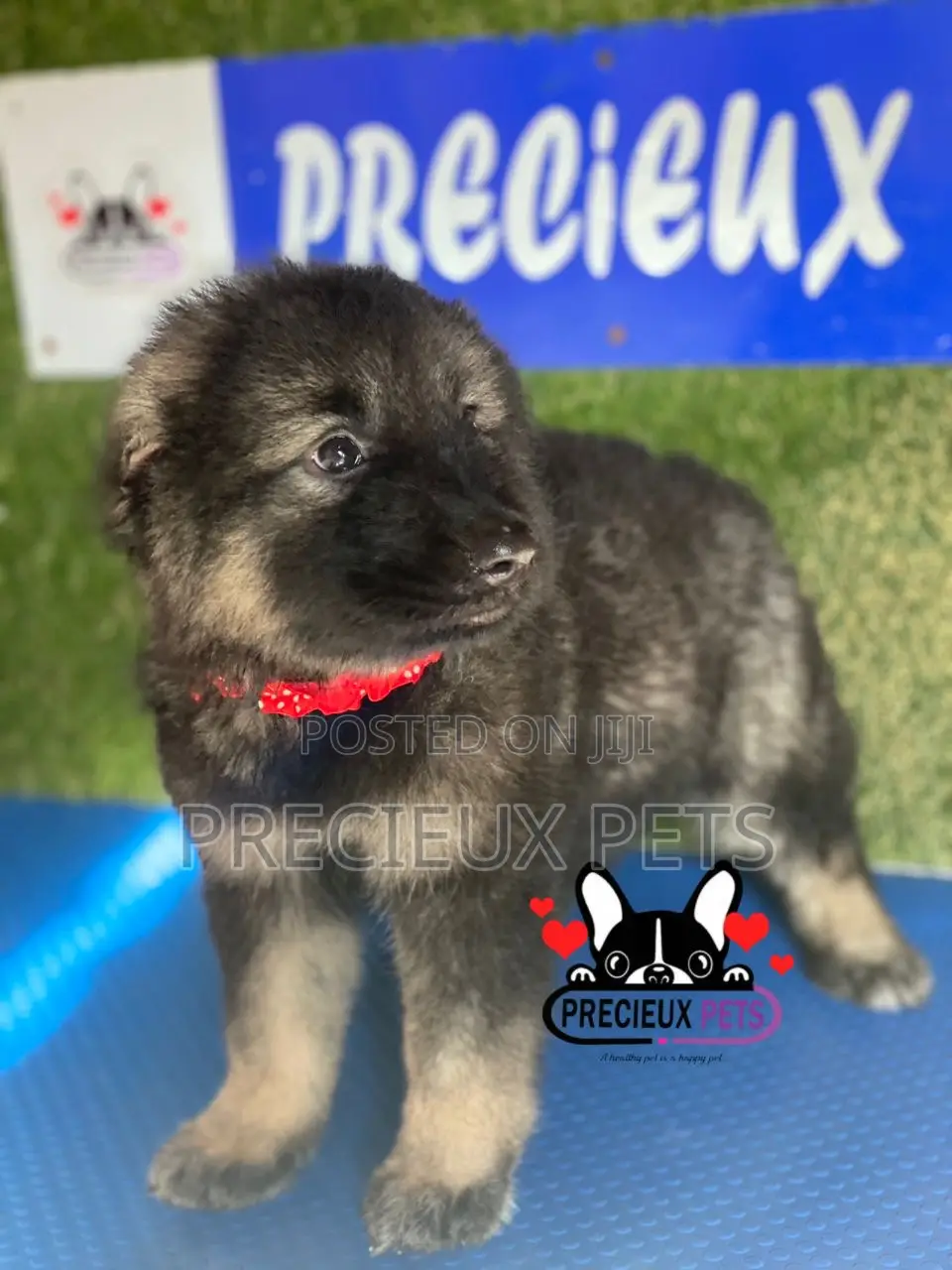 1-3 months Female Purebred Caucasian Shepherd