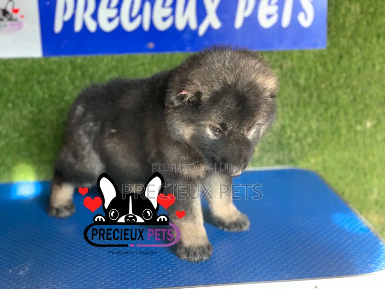 1-3 months Female Purebred Caucasian Shepherd