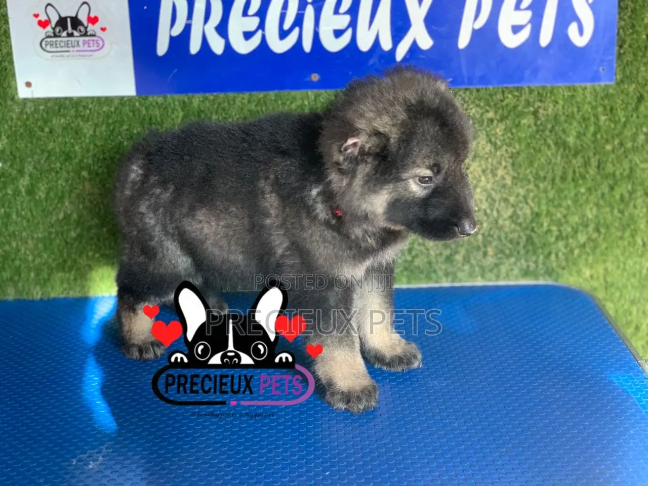 1-3 months Female Purebred Caucasian Shepherd