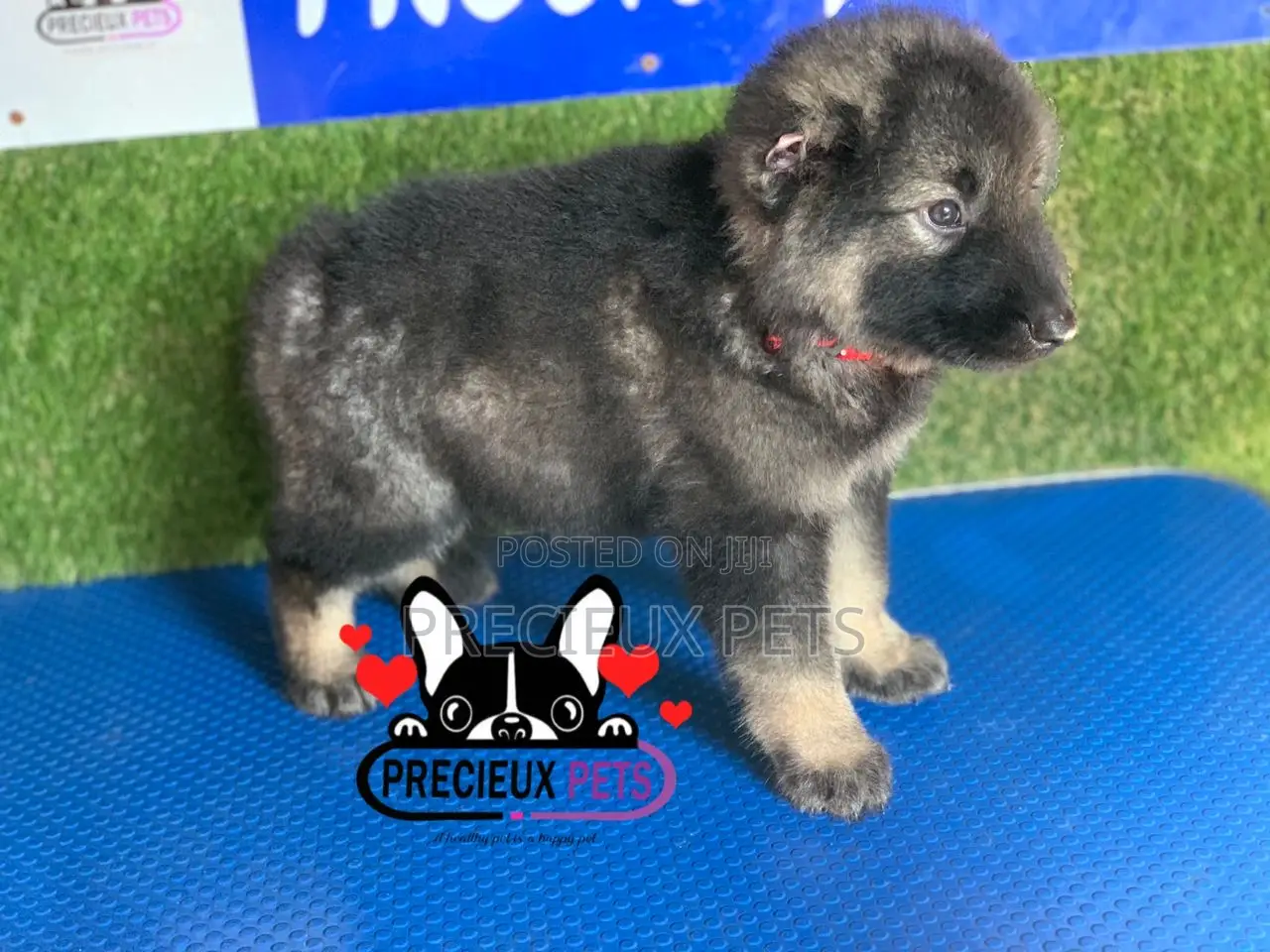 1-3 months Female Purebred Caucasian Shepherd