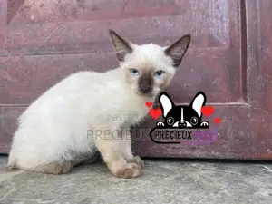 1-3 months Male Purebred Siamese