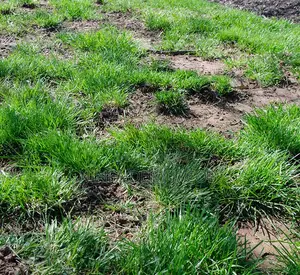 Gardening and Landscaping