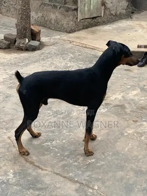 1+ year Male Purebred Doberman Pinscher