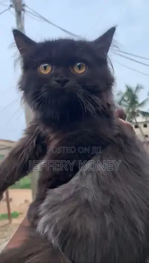 1-3 months Male Purebred Persian