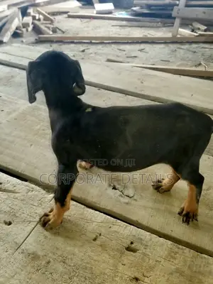 1-3 months Male Purebred Doberman Pinscher