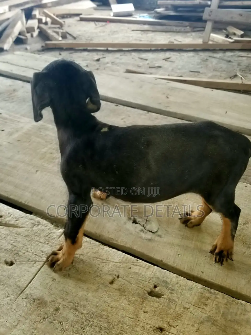 1-3 months Male Purebred Doberman Pinscher