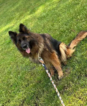 1-3 months Male Purebred German Shepherd
