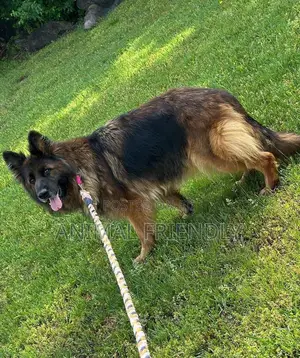1-3 months Female Purebred German Shepherd