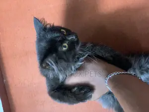 1-3 months Male Purebred Persian