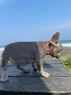 1-3 months Male Purebred French Bulldog