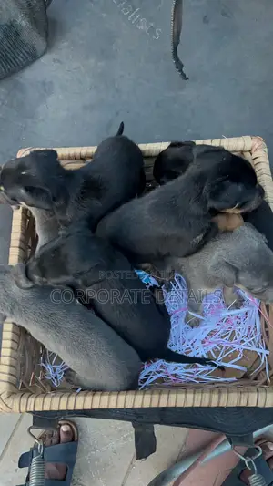 0-1 month Male Purebred Doberman Pinscher