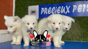 1-3 months Male Purebred American Eskimo