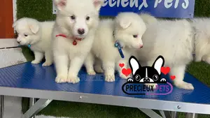1-3 months Female Purebred American Eskimo
