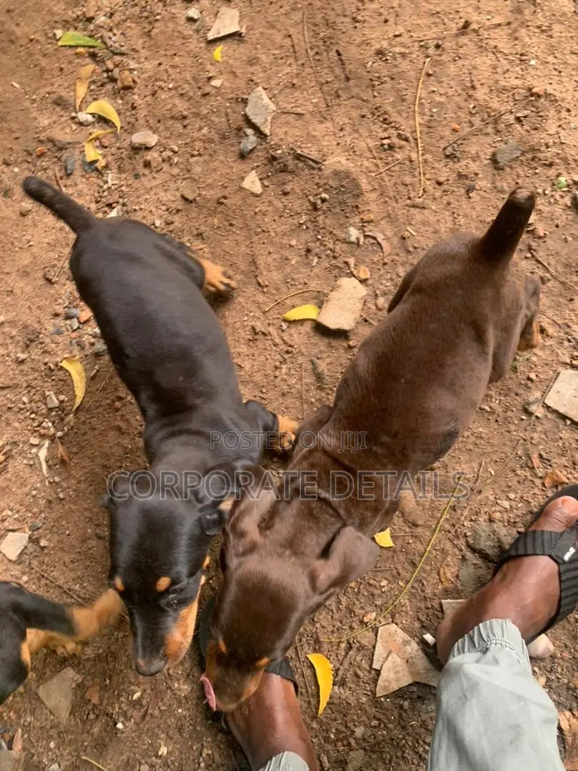 1-3 months Male Purebred Doberman Pinscher