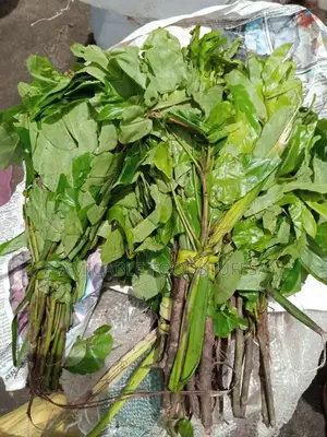 Fresh Nigeria Oha Leaf