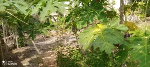 0.635 Acres Land for Sale at Cantonments