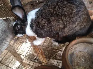 Fosuaa Farms Rabbit for Sale at Affordable Price