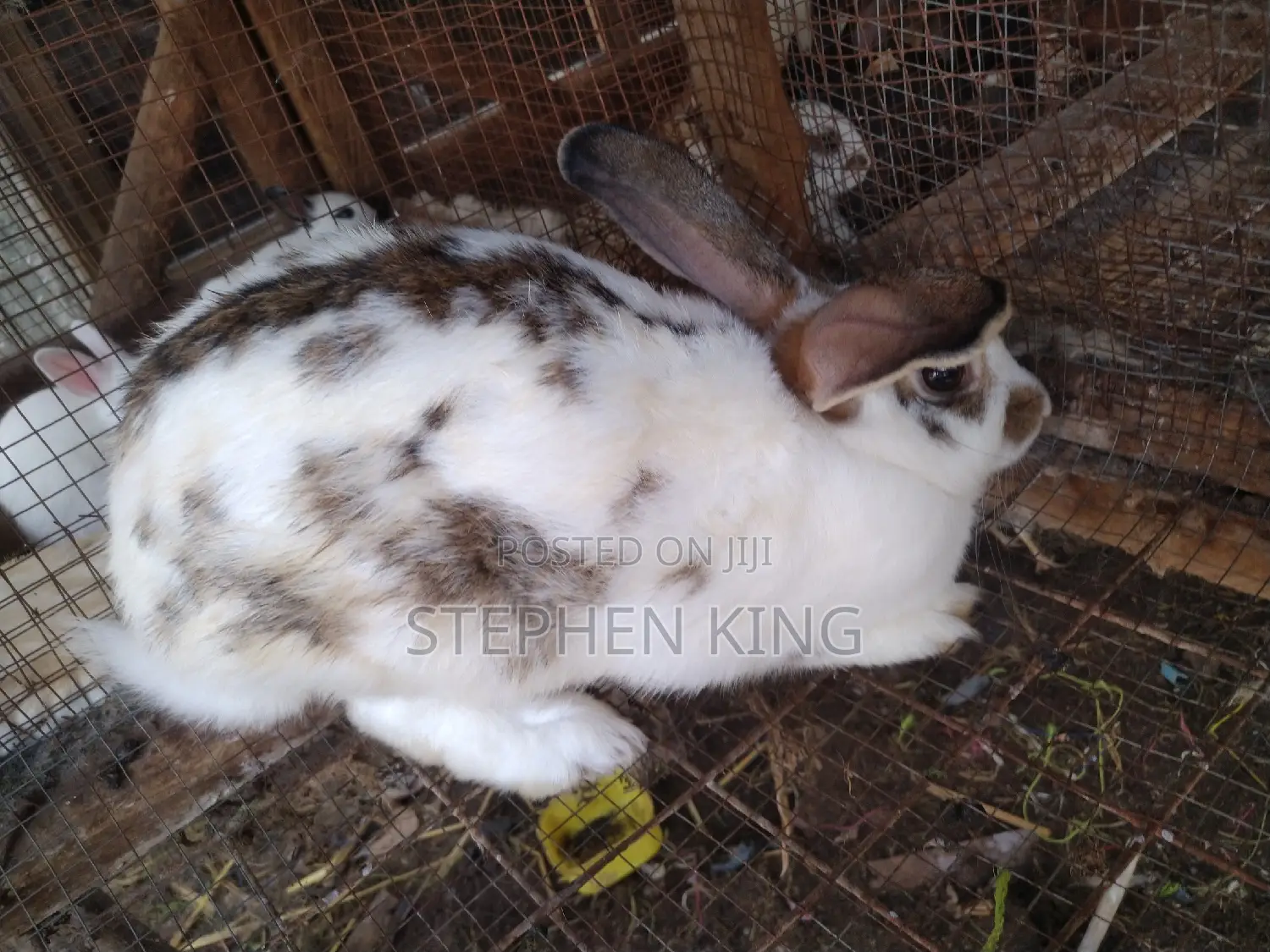 Fosuaa Farms Rabbit for Sale at Affordable Price