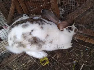Fosuaa Farms Rabbit for Sale at Affordable Price