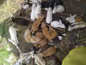 Fosuaa Farms Rabbit for Sale at Affordable Price