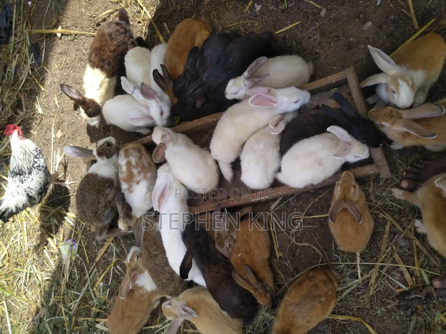 Fosuaa Farms Rabbit for Sale at Affordable Price
