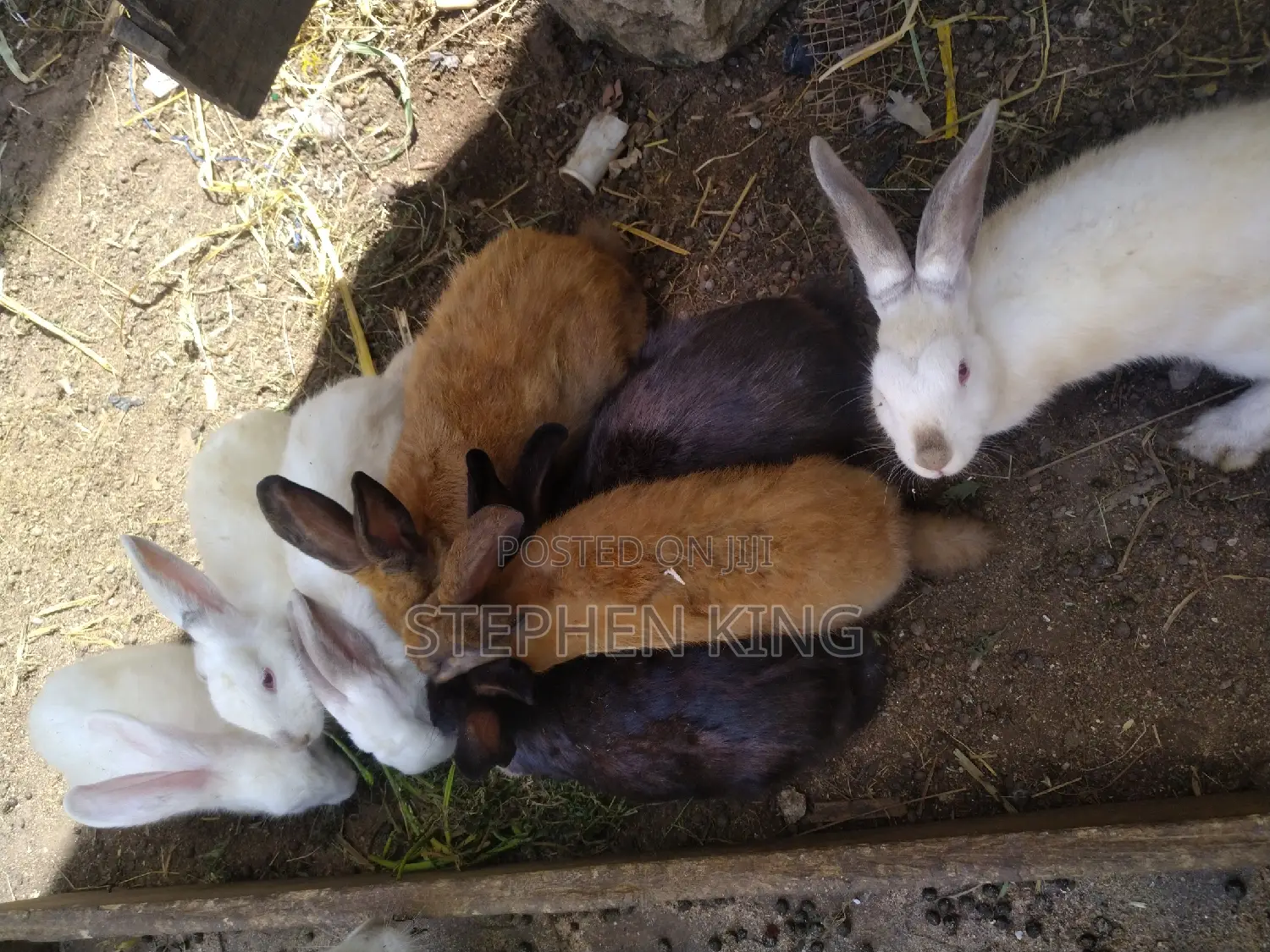 Fosuaa Farms Rabbit for Sale at Affordable Price