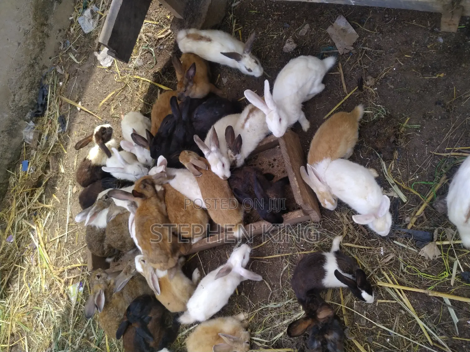 Fosuaa Farms Rabbit for Sale at Affordable Price