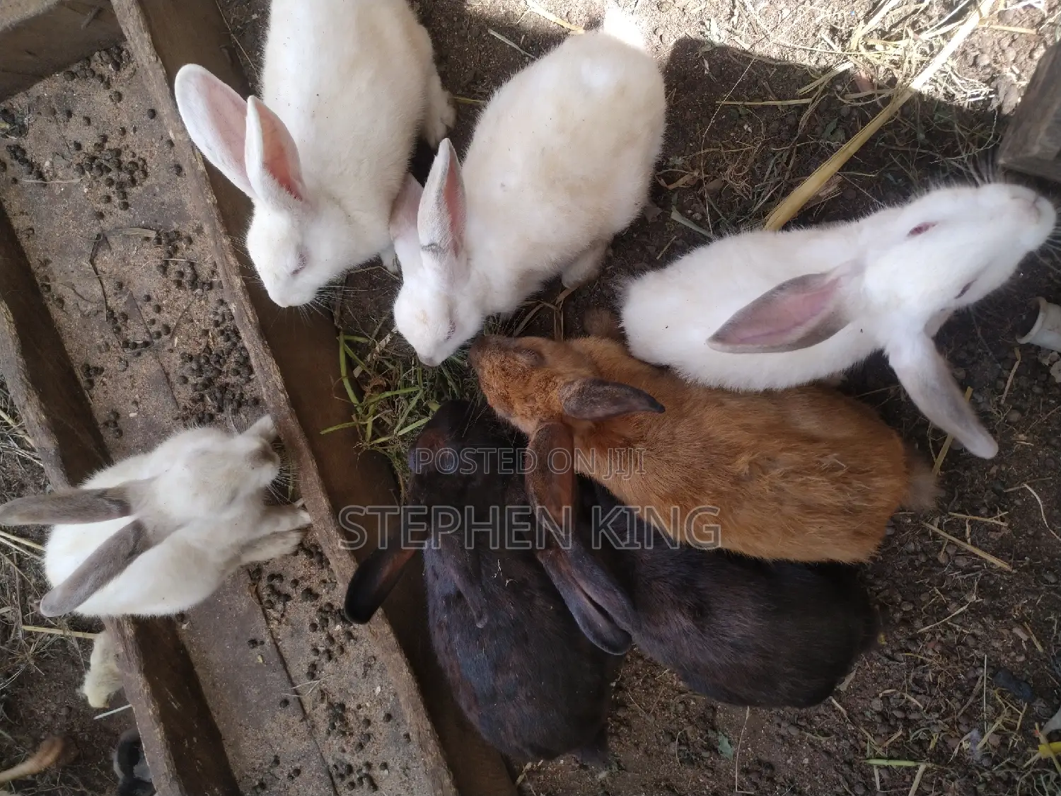 Fosuaa Farms Rabbit for Sale at Affordable Price